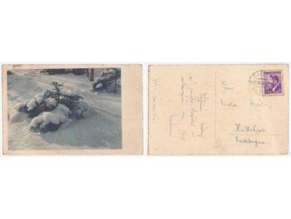 Zasněžený les. 1943