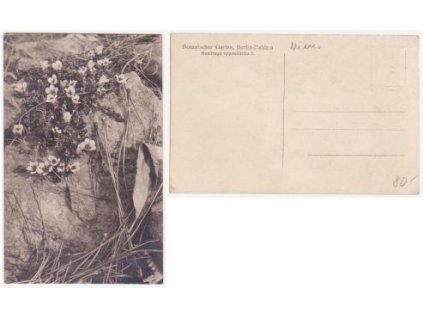Berlin-Dahlem. Botanischer Garten. Saxifraga oppositifolia L.